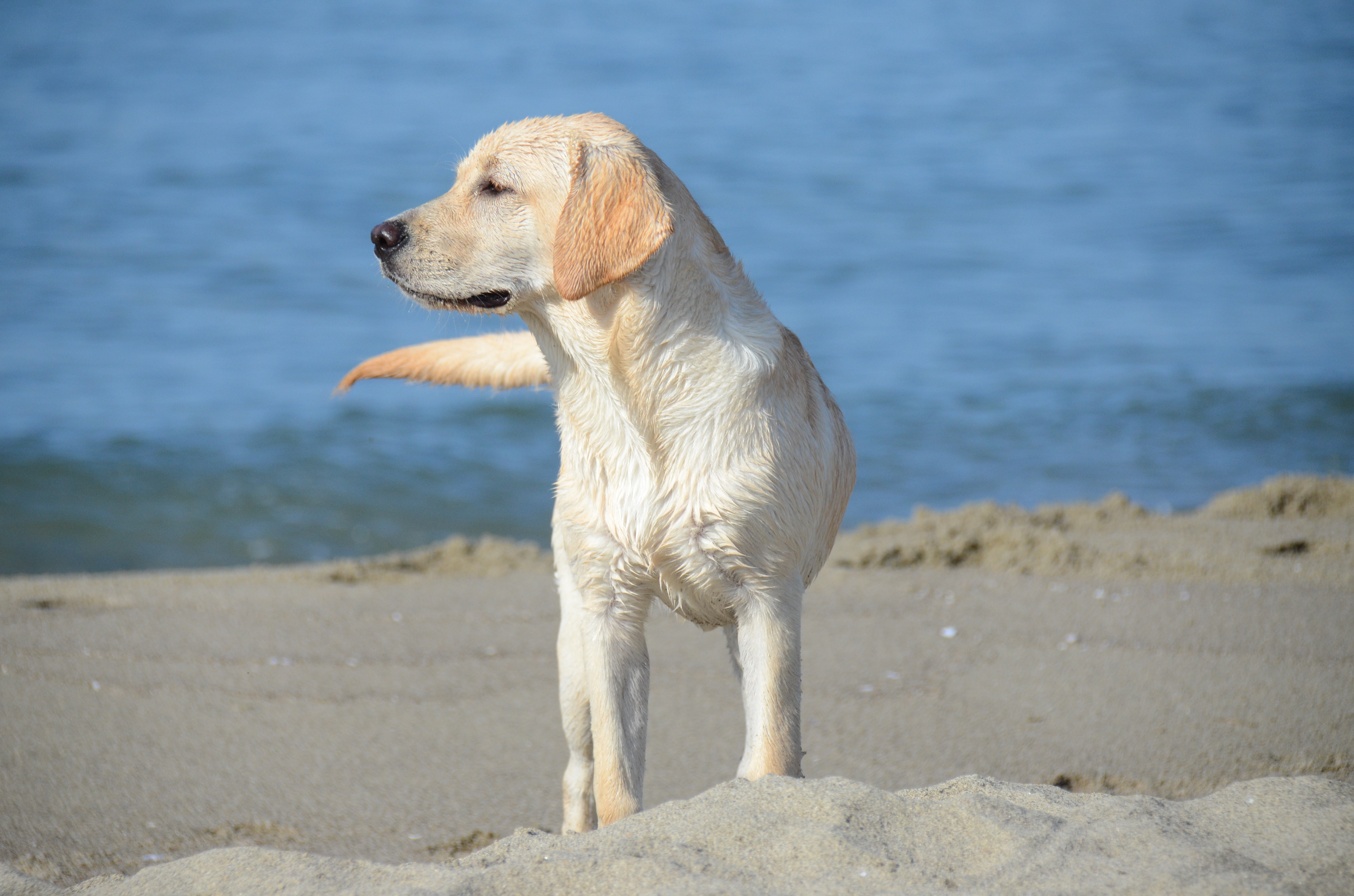 Hund am Meer