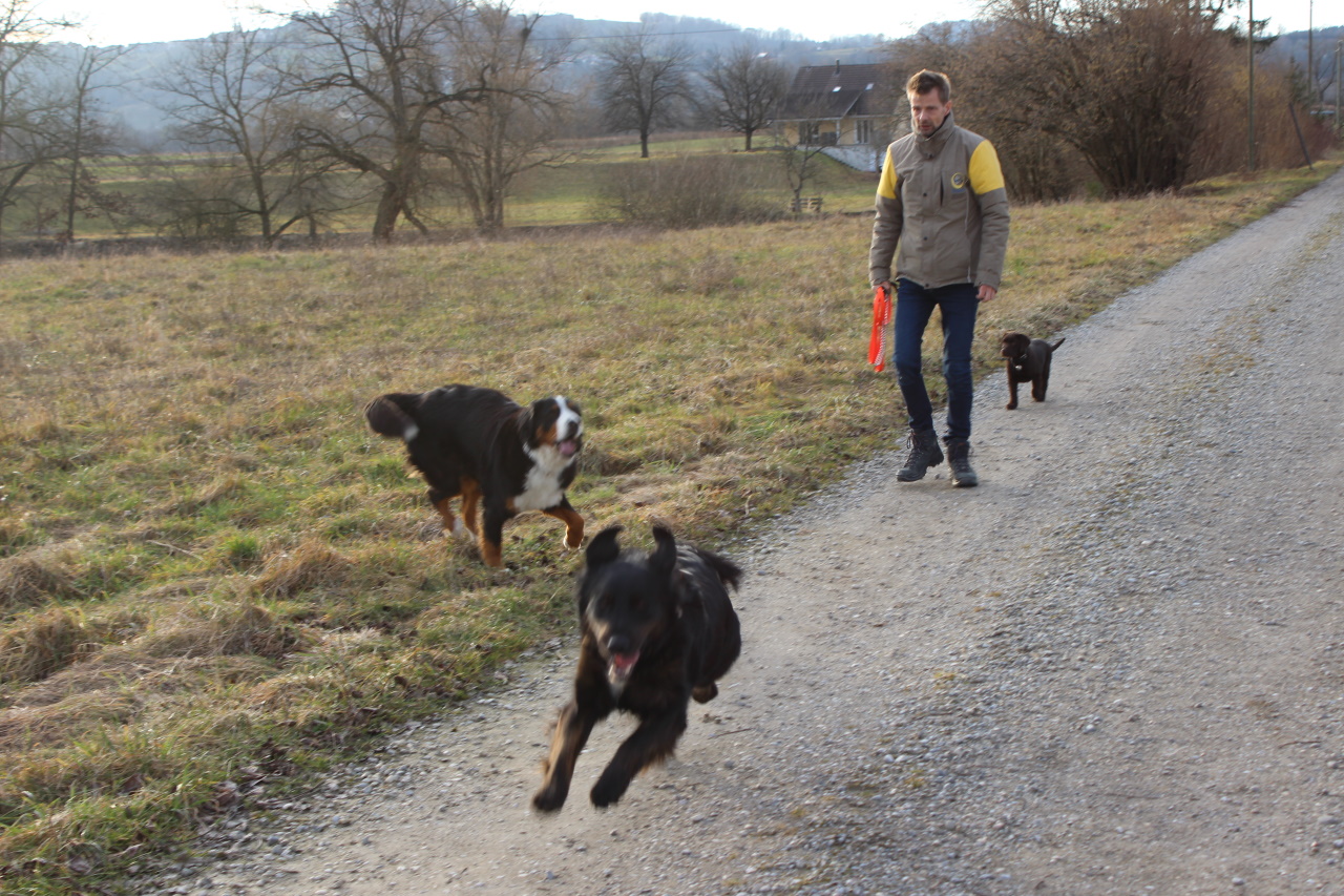 Marc Fehlmann mit drei Hunden auf Feldweg