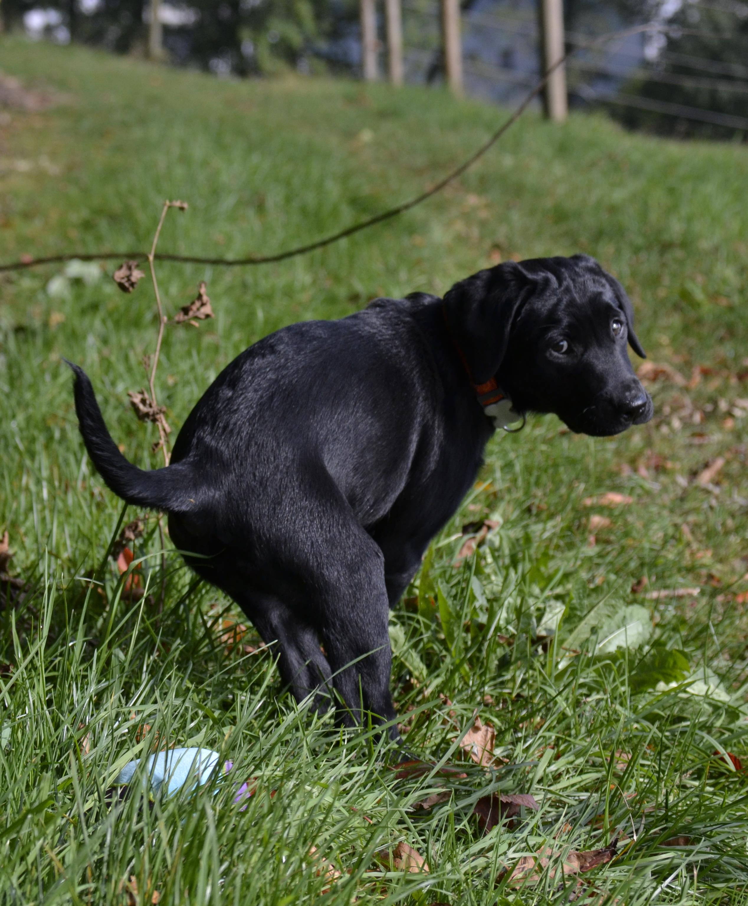 Hund in Wiese